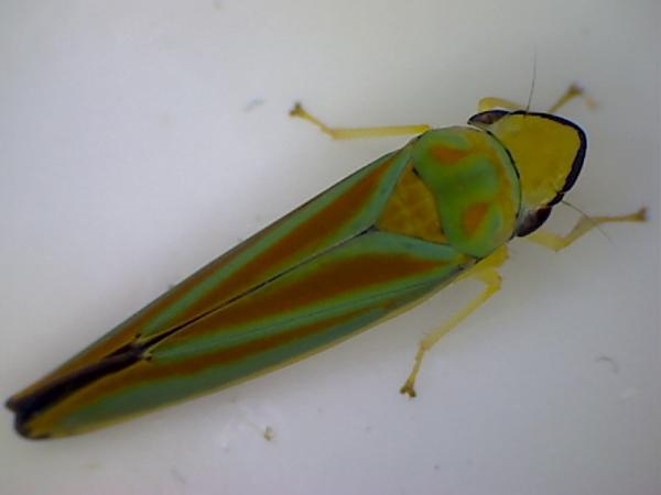 Photo of Graphocephala fennahi by Les Leighton